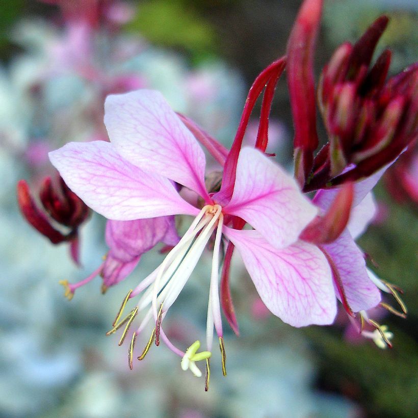 Gaura lindheimeri Passionate Rainbow (Floração)