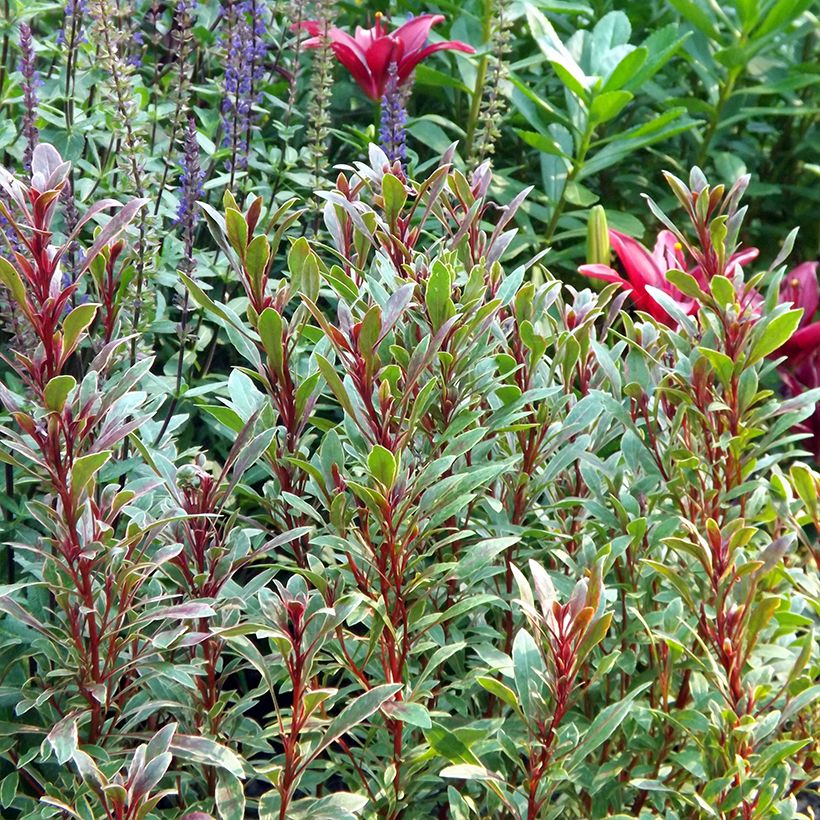 Gaura lindheimeri Passionate Rainbow (Hábito)