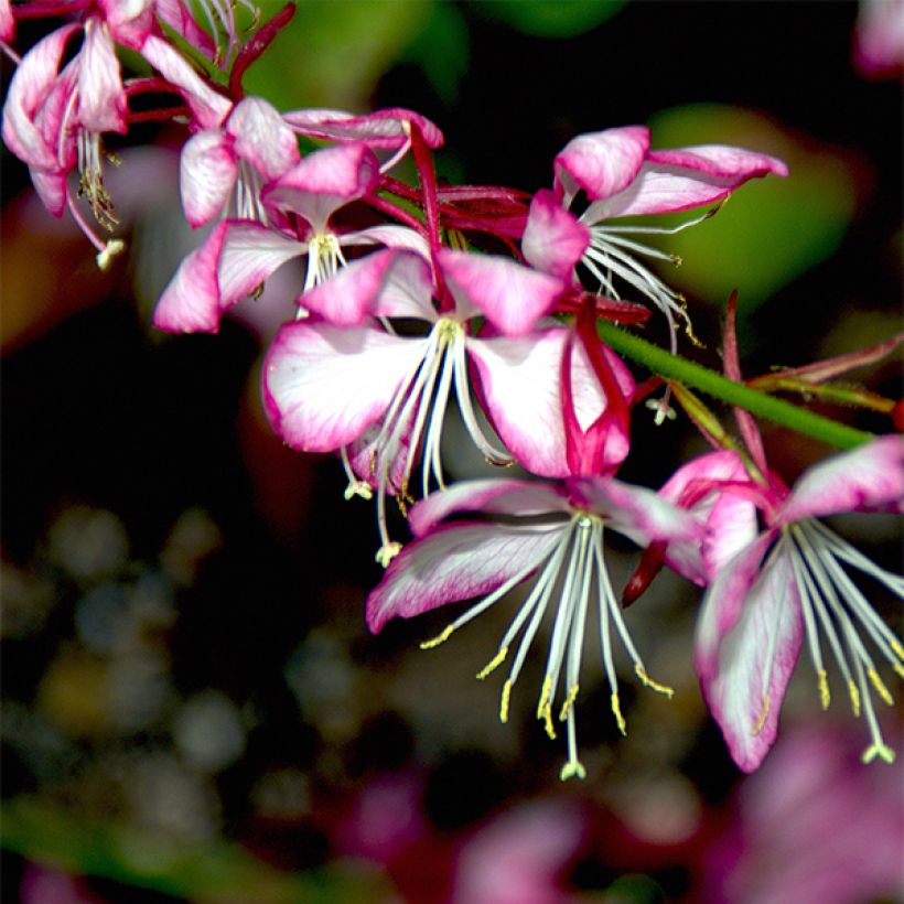 Gaura lindheimeri Rosy Jane (Floração)