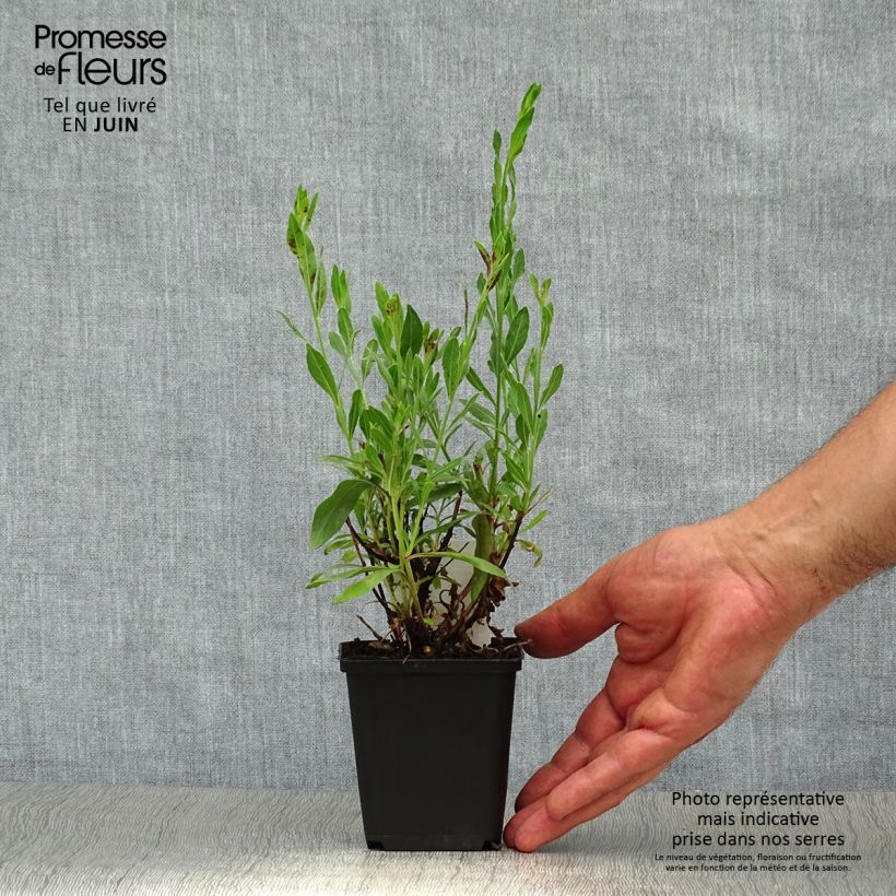 Amostra de Gaura lindheimeri Rosy Jane Vaso de 8/9 cm tal como entregue no verão