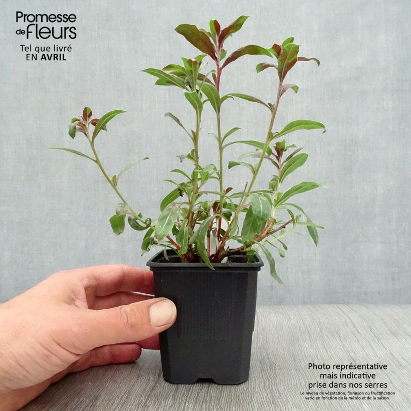 Amostra de Gaura lindheimeri Rosy Jane Vaso de 8/9 cm tal como entregue na primavera