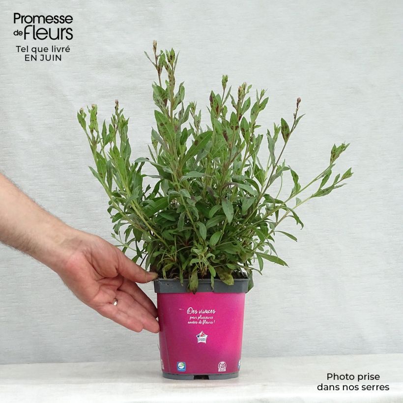 Amostra de Gaura lindheimeri Rosy Jane Vaso de 2 L/3 L tal como entregue no verão