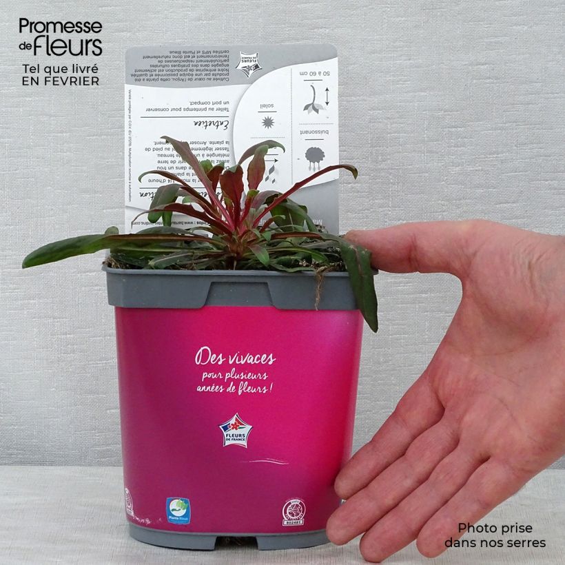 Amostra de Gaura lindheimeri Rosy Jane Vaso de 2 L/3 L tal como entregue no inverno