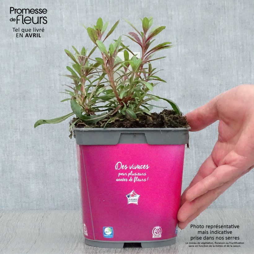 Amostra de Gaura lindheimeri Rosy Jane Vaso de 2 L/3 L tal como entregue na primavera