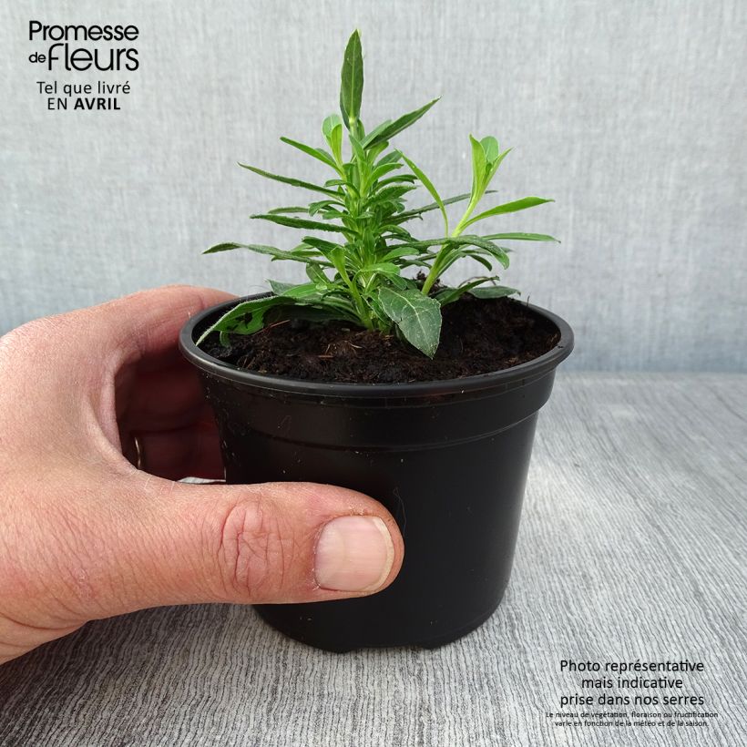 Amostra de Gaura lindheimeri Snowbird Vaso de 8/9 cm tal como entregue na primavera