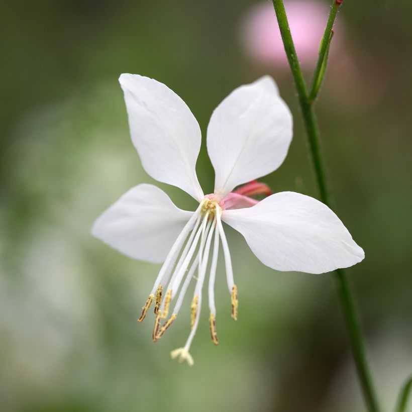 Gaura lindheimeri Steffi White (Floração)