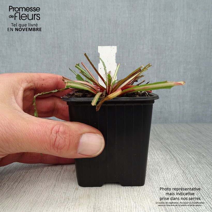 Amostra de Gaura lindheimeri Summer Breeze Vaso de 8/9 cm tal como entregue no outono