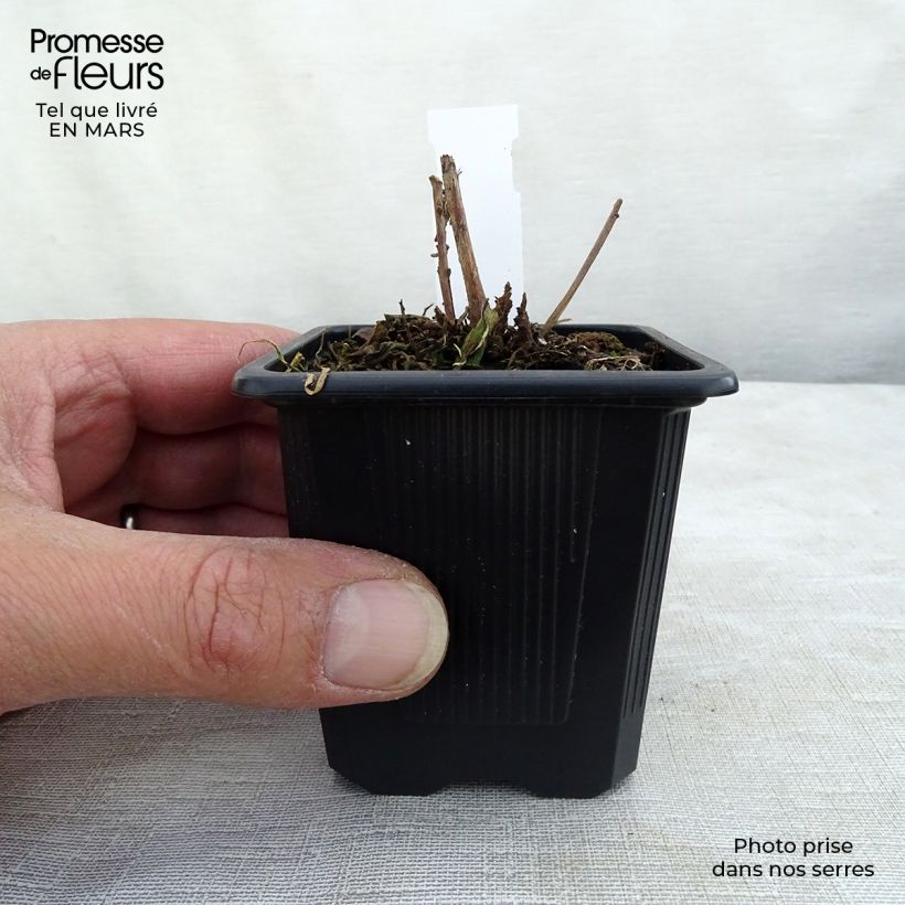 Amostra de Gaura lindheimeri Summer Breeze Vaso de 8/9 cm tal como entregue no inverno