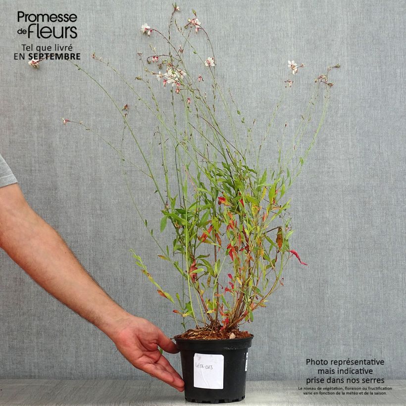 Amostra de Gaura lindheimeri Summer Breeze Vaso de 2 L/3 L tal como entregue no verão