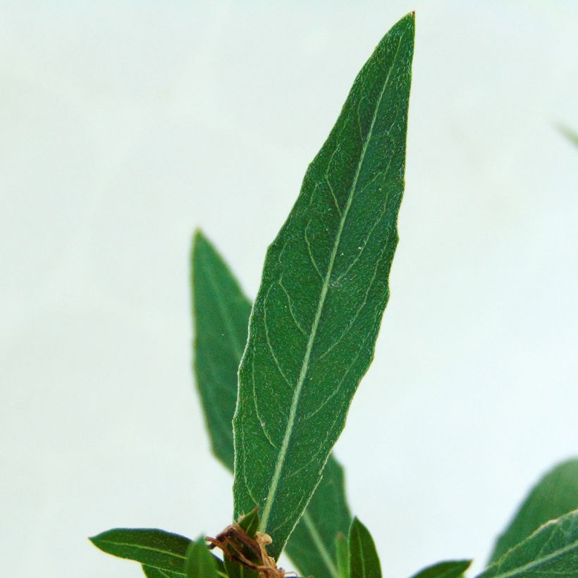 Gaura lindheimeri Whirling Butterflies (Folhagem)