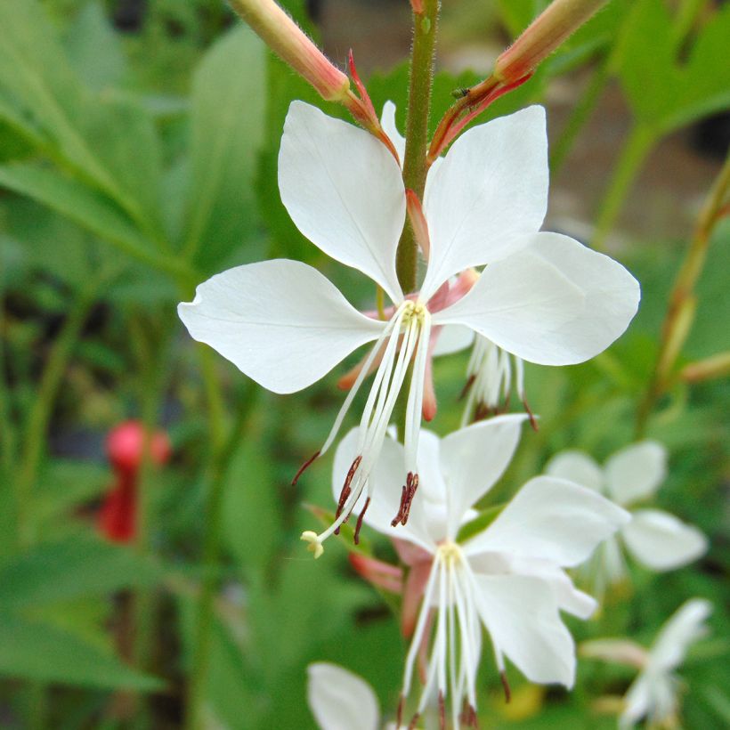 Gaura lindheimeri Whirling Butterflies (Floração)