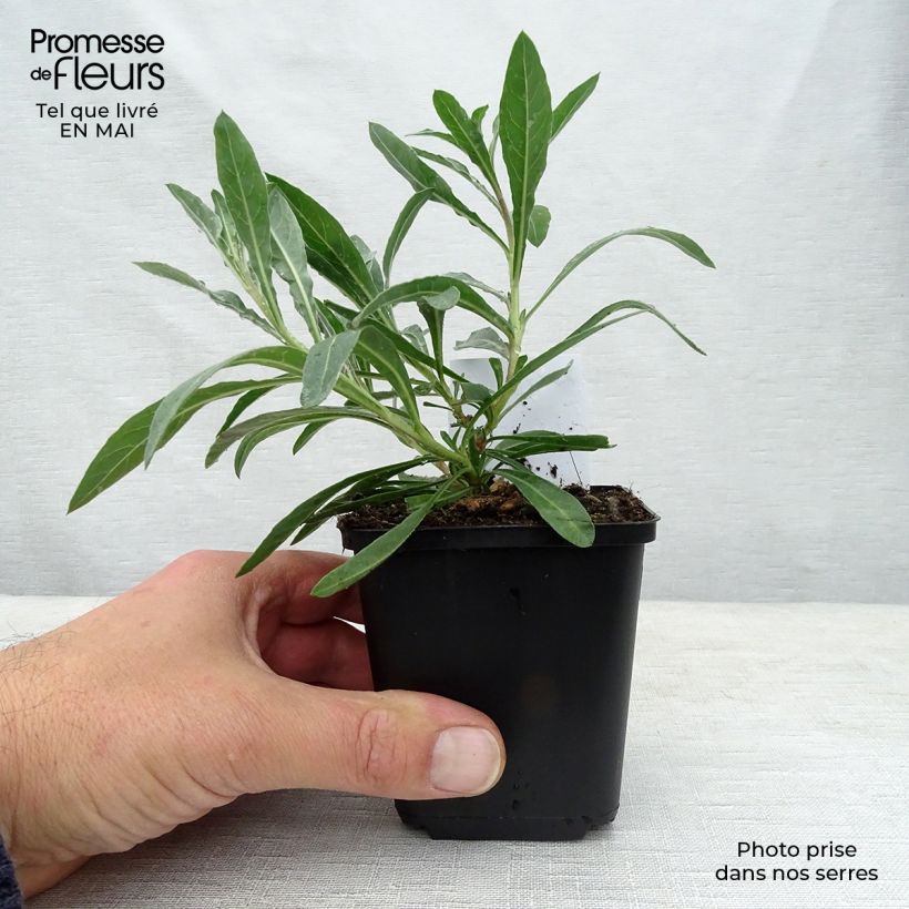 Amostra de Gaura lindheimeri Whirling Butterflies Vaso de 8/9 cm tal como entregue na primavera