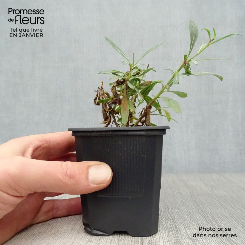 Amostra de Gaura lindheimeri Whirling Butterflies Vaso de 8/9 cm tal como entregue no inverno