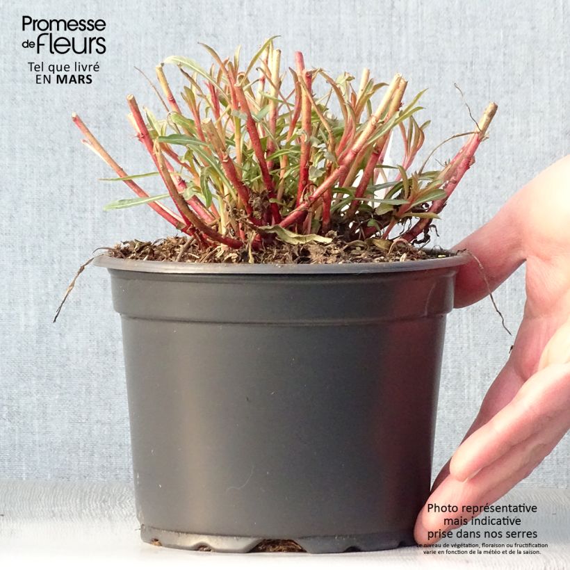 Amostra de Gaura lindheimeri Whirling Butterflies Vaso de 2 L/3 L tal como entregue na primavera