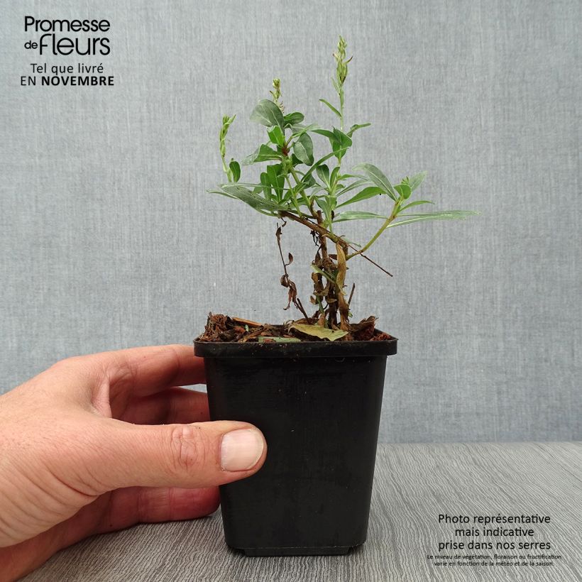 Amostra de Gaura lindheimeri Snowstorm Vaso de 8/9 cm tal como entregue no outono