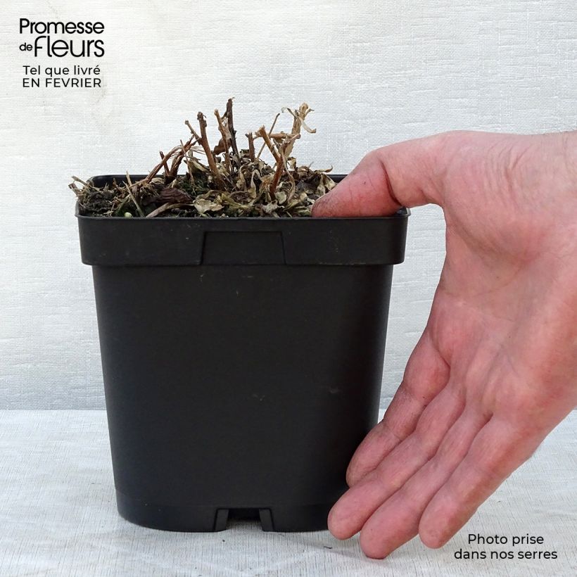 Amostra de Gaura lindheimeri Snowstorm Vaso de 2 L/3 L tal como entregue no inverno