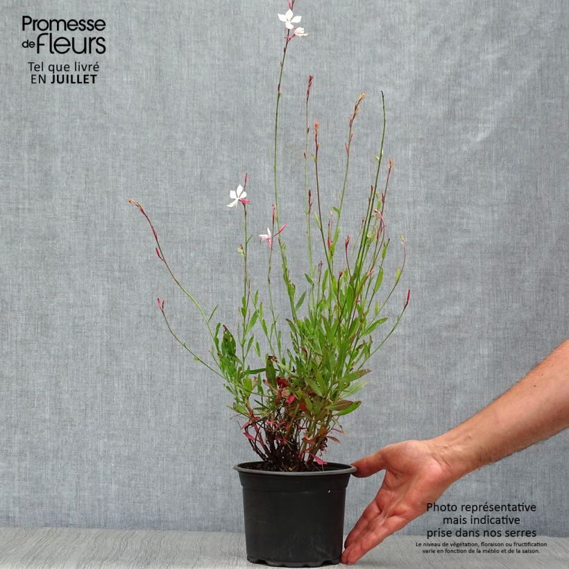 Amostra de Gaura lindheimeri Snowstorm Vaso de 2 L/3 L tal como entregue no verão