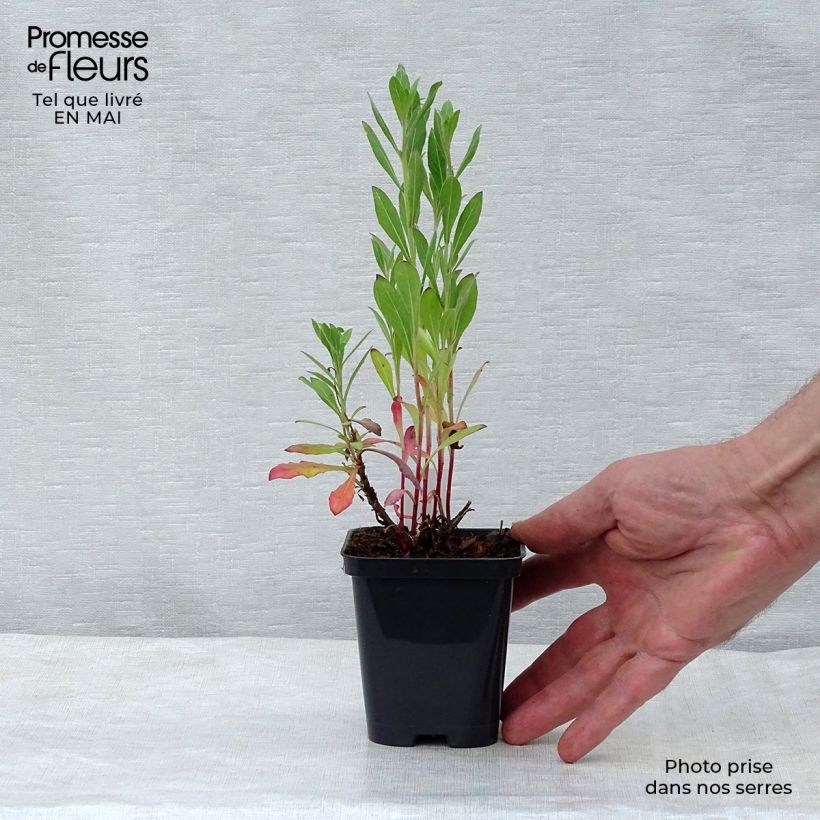 Amostra de Gaura lindheimeri Snowstorm Vaso de 8/9 cm tal como entregue na primavera