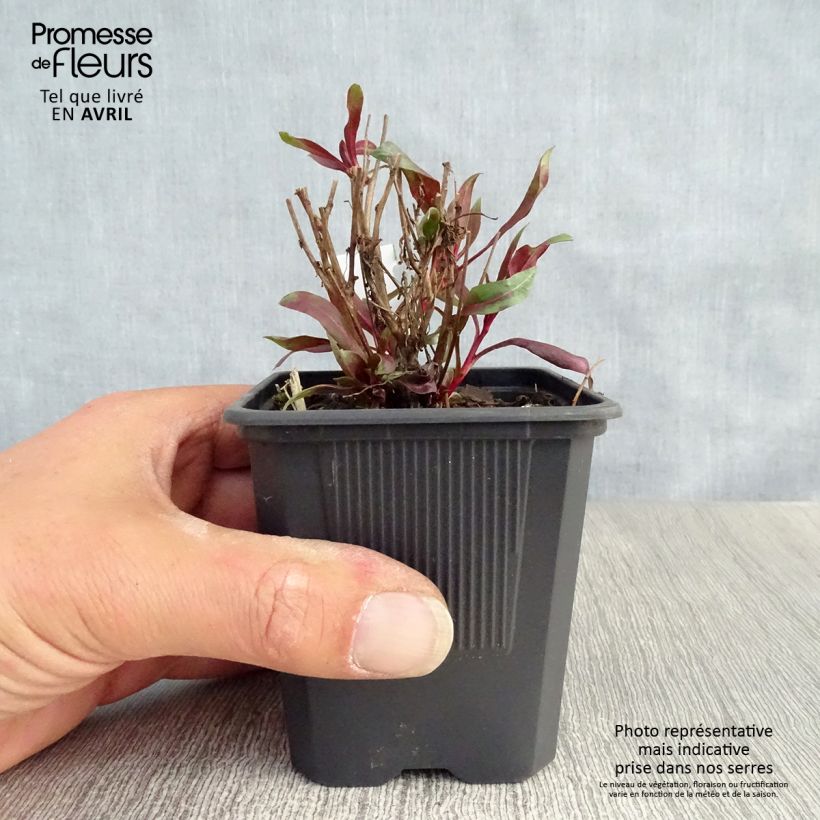 Amostra de Gaura lindheimeri Siskiyou Pink Vaso de 8/9 cm tal como entregue na primavera
