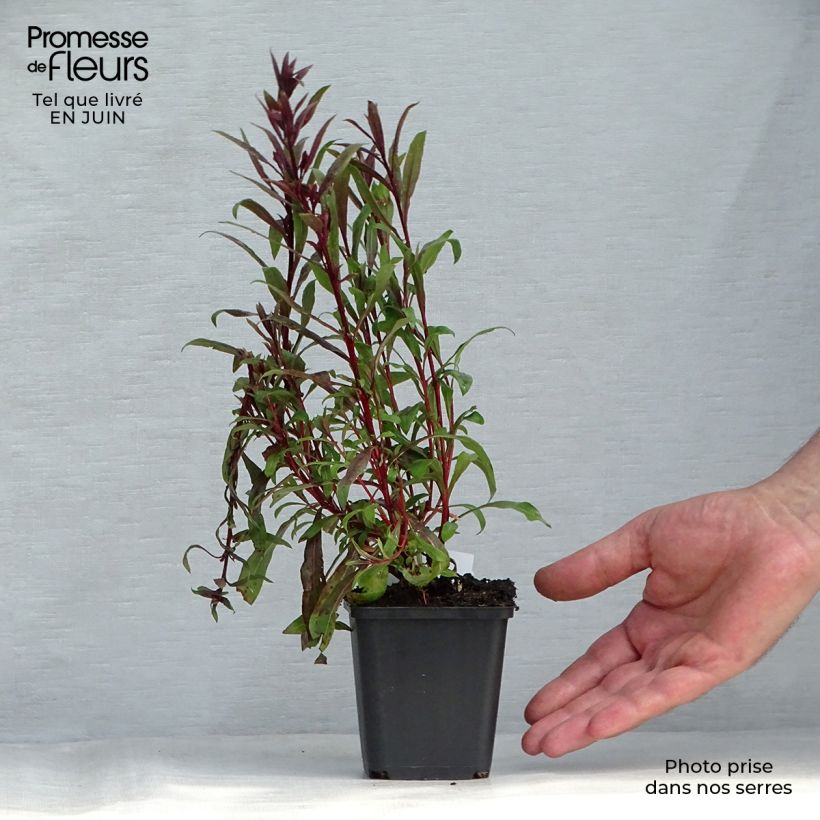 Amostra de Gaura lindheimeri Siskiyou Pink Vaso de 8/9 cm tal como entregue no verão
