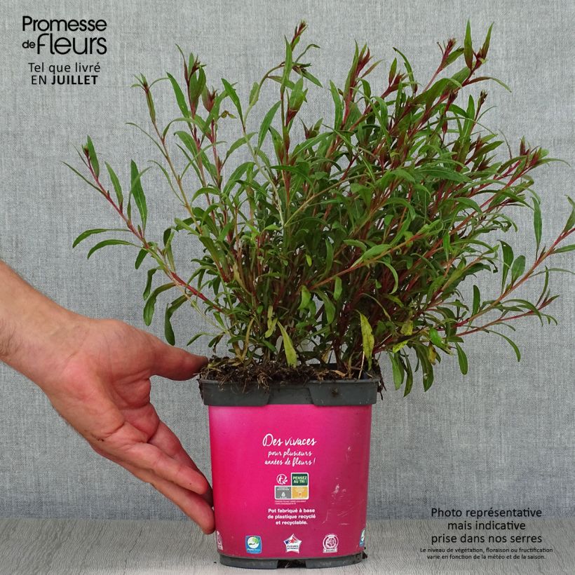 Amostra de Gaura lindheimeri Siskiyou Pink Vaso de 2 L/3 L tal como entregue no verão