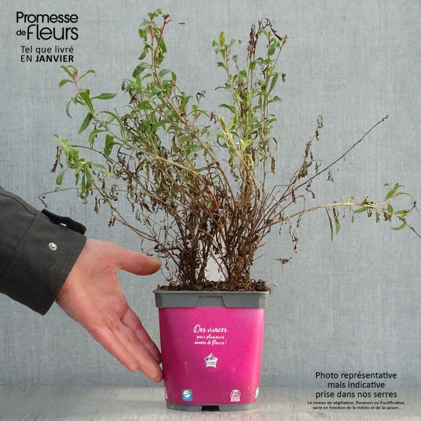 Amostra de Gaura lindheimeri Siskiyou Pink Vaso de 2 L/3 L tal como entregue no inverno