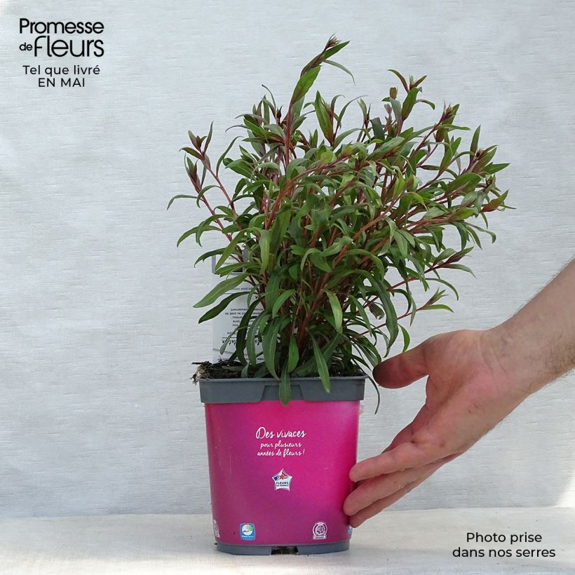 Amostra de Gaura lindheimeri Siskiyou Pink Vaso de 2 L/3 L tal como entregue na primavera