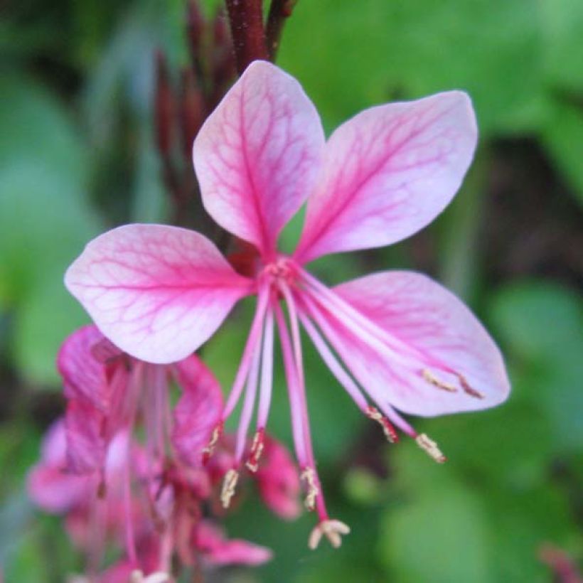 Gaura lindheimeri Siskiyou Pink (Floração)