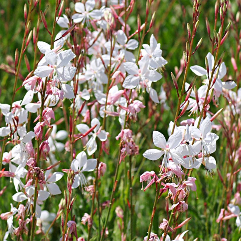 Gaura lindheimeri Elegance (Floração)