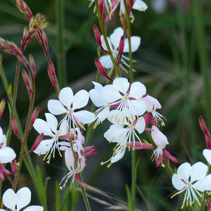 Gaura lindheimerii The Bride em sementes (Floração)