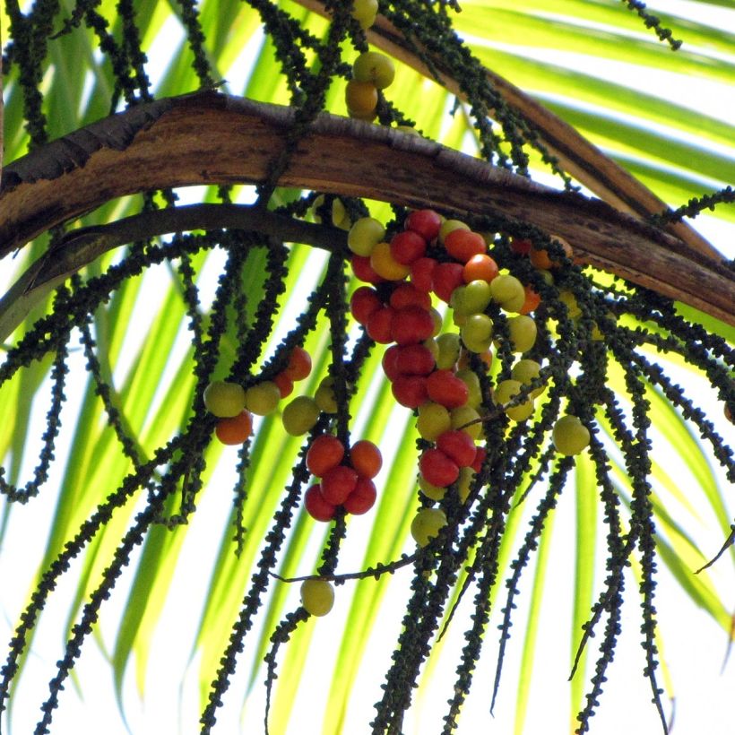 Gaussia maya (Colheita)