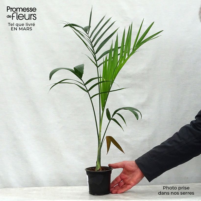 Amostra de Gaussia maya - Palmier Maya Pot de 12 cm / 13 cm tal como entregue na primavera