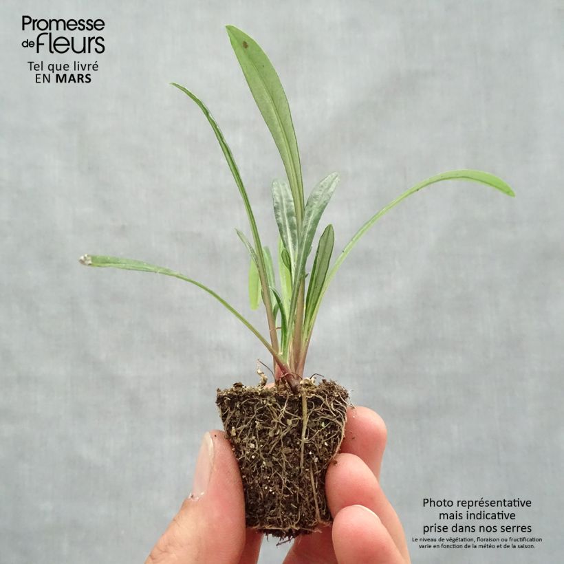 Amostra de Gazania New Day Red Shades Mini-motte Ø 3/4 cm tal como entregue na primavera