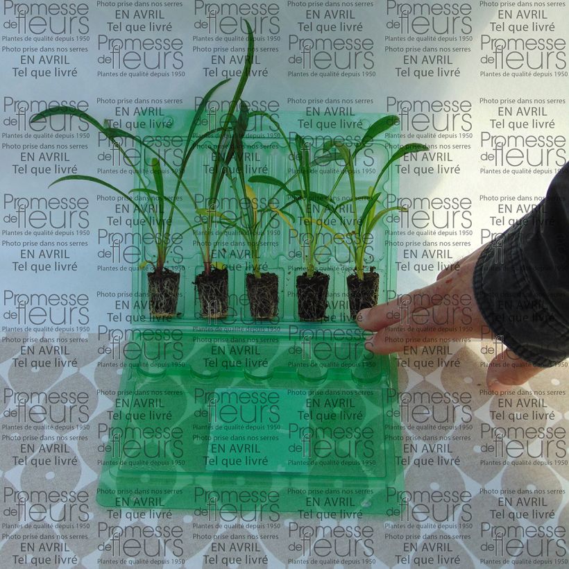 Exemplo de amostra de Gazania Big Kiss White Flame Jardimotte : motte 3,8 cm x 3,2 cm en plaque de culture par 16 tal como entregue