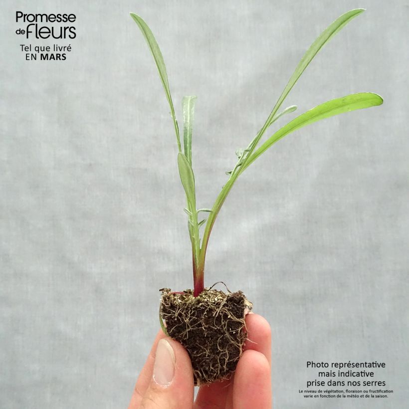 Amostra de Gazania Wonderwall mix  Jardimotte: torrão de 3,8 cm x 3,2 cm em tabuleiro de cultivo de 16 unidades tal como entregue na primavera