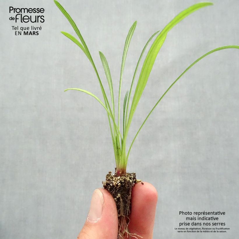 Amostra de Gazania Wonderwall mix  Mini-torrão: torrão de 2,2 cm x 2 cm em tabuleiro de cultivo de 35 unidades tal como entregue na primavera