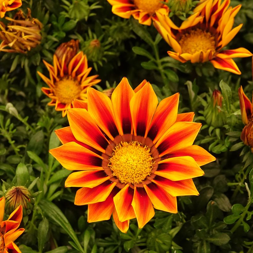 Gazânia Zany Orange Flame em sementes (Floração)