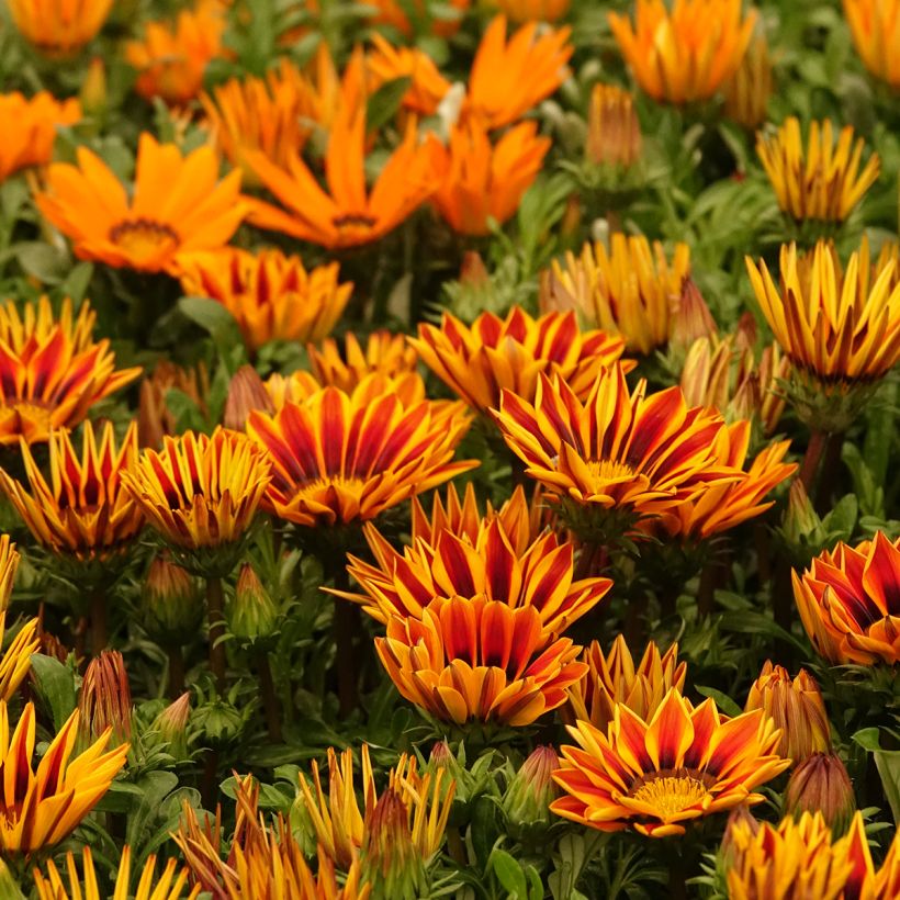 Gazânia Zany Orange Flame em sementes (Hábito)