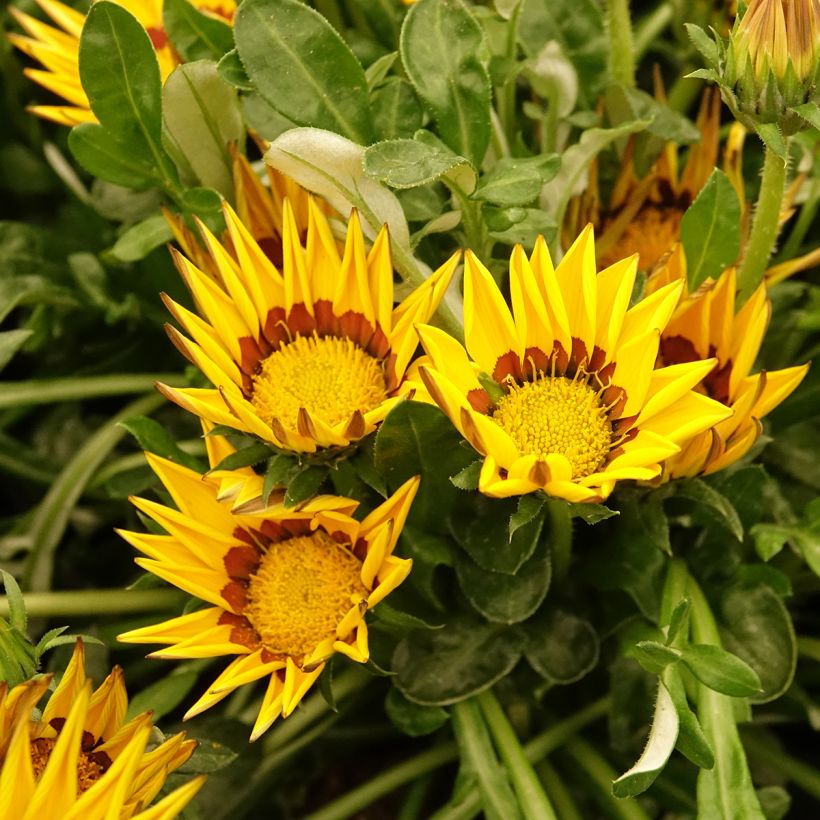 Gazânia Zany Yellow em sementes (Floração)