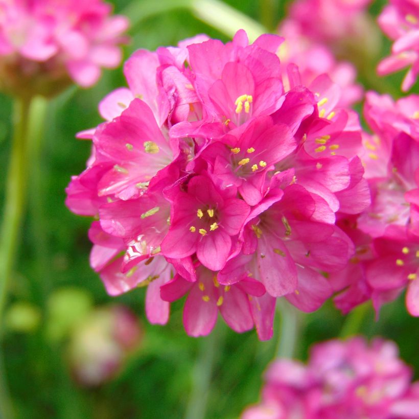 Armeria maritima Düsseldorfer Stolz (Floração)