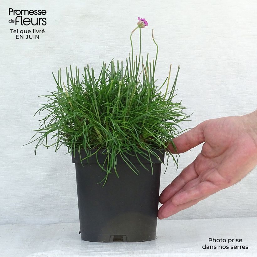 Amostra de Armeria maritima Düsseldorfer Stolz Vaso de 2 L/3 L tal como entregue no verão