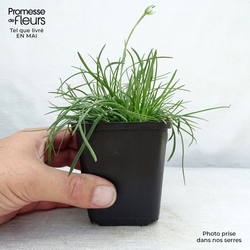 Amostra de Armeria maritima Splendens Vaso de 8/9 cm tal como entregue na primavera