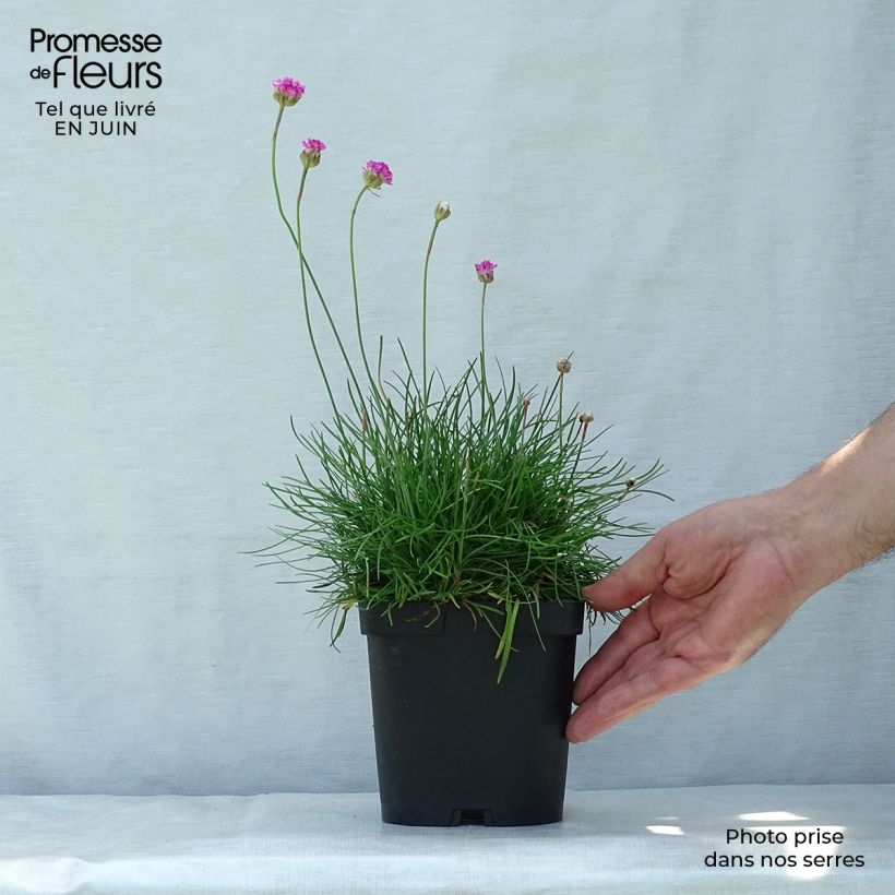 Amostra de Armeria maritima Splendens Vaso de 2 L/3 L tal como entregue no verão