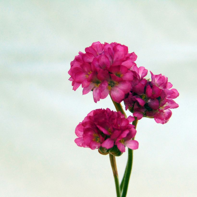 Armeria maritima Vesuvius (Floração)