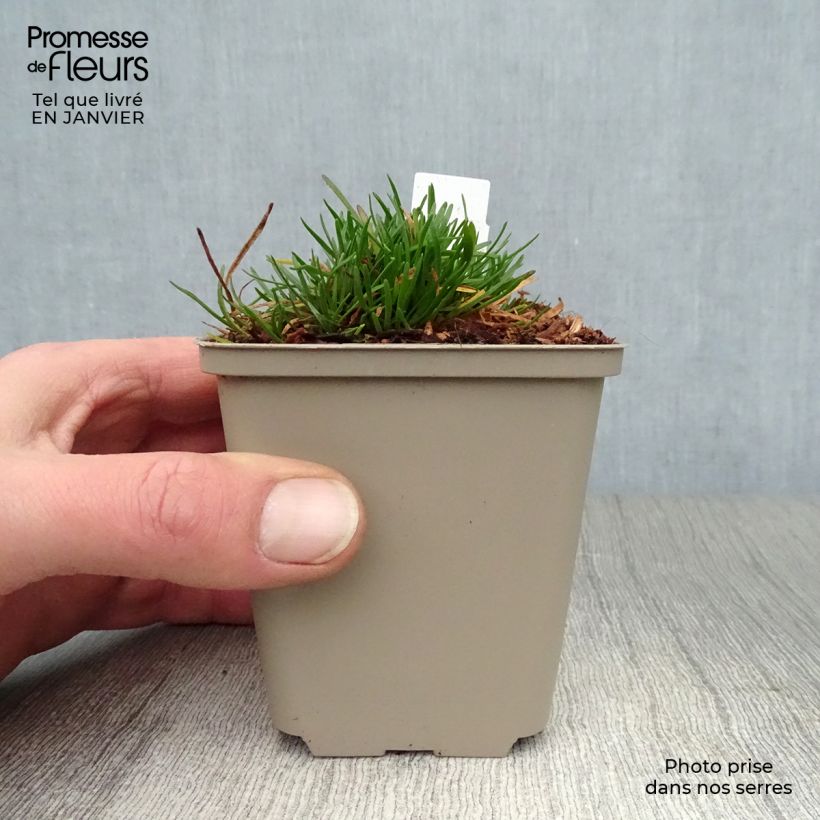 Amostra de Armeria maritima Vesuvius Vaso de 8/9 cm tal como entregue no inverno