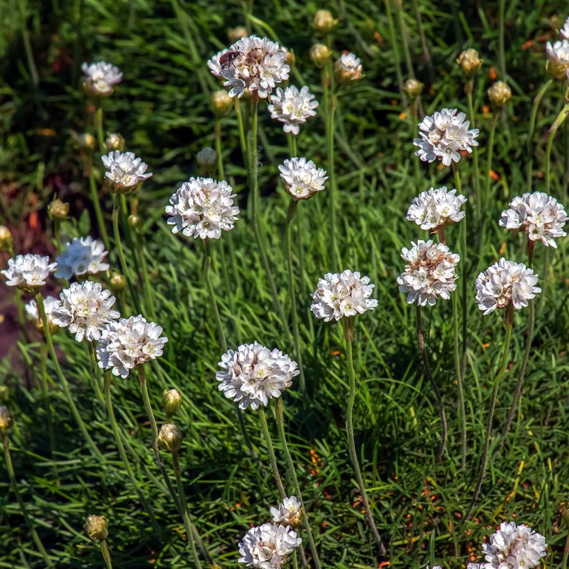 Armeria maritima Alba (Floração)