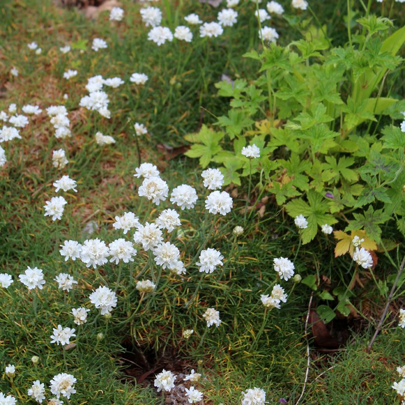 Armeria maritima Alba (Hábito)