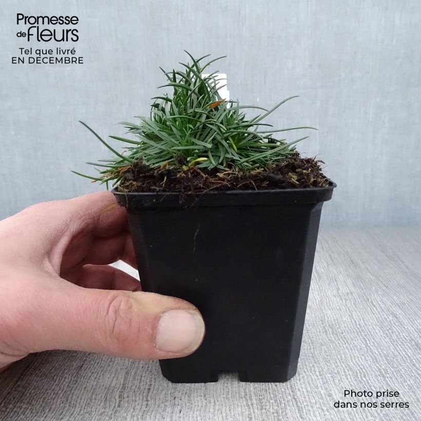 Amostra de Armeria maritima Rosea Vaso de 8/9 cm tal como entregue no inverno