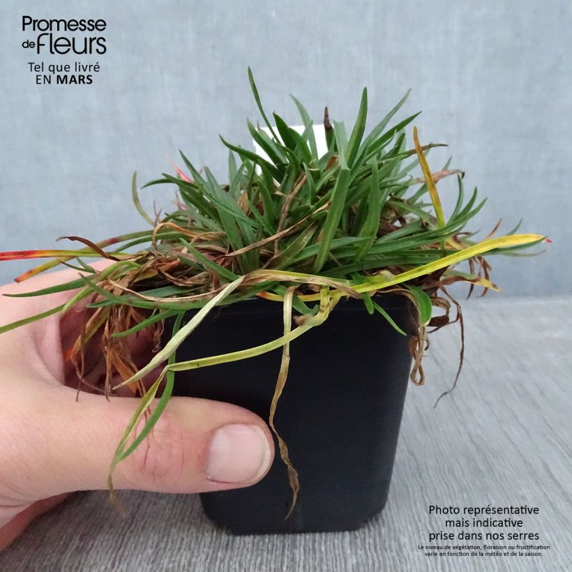 Amostra de Gazon d'Espagne, Armeria hybrida Ornament Vaso de 8/9 cm tal como entregue no inverno