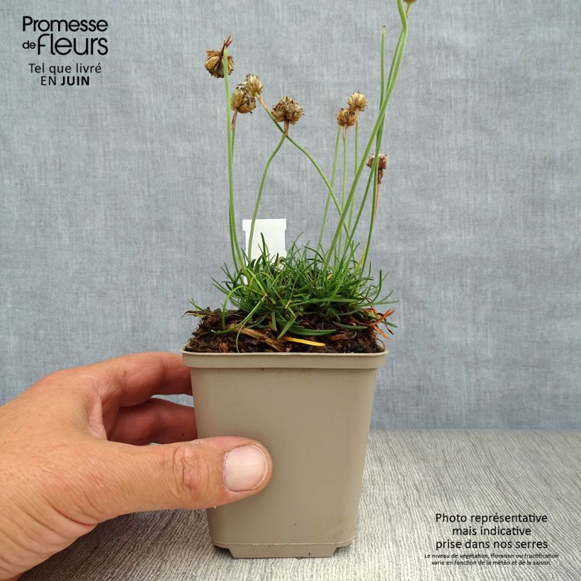 Amostra de Armeria maritima Düsseldorfer Stolz Vaso de 8/9 cm tal como entregue no verão